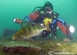 Mr H and Perch.
Capernwray.
10.5mm. by Mark Thomas 